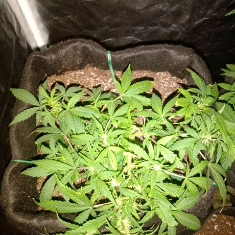 AutoEuforia growlog timeline photo