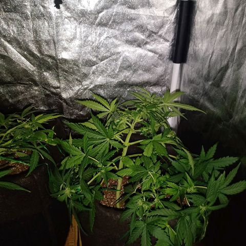 Wire Lime growlog timeline photo
