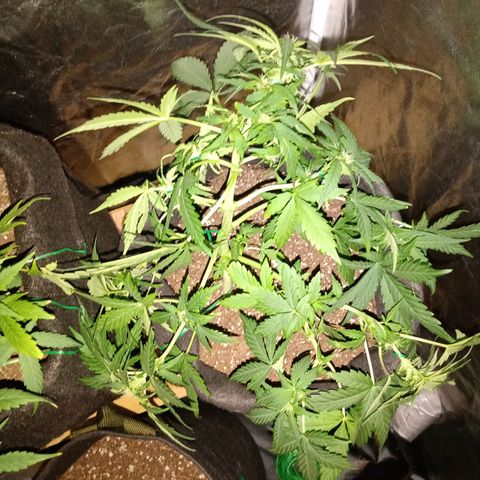 Wire Lime growlog timeline photo
