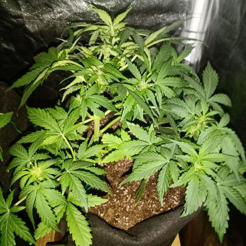 Wire Lime growlog timeline photo