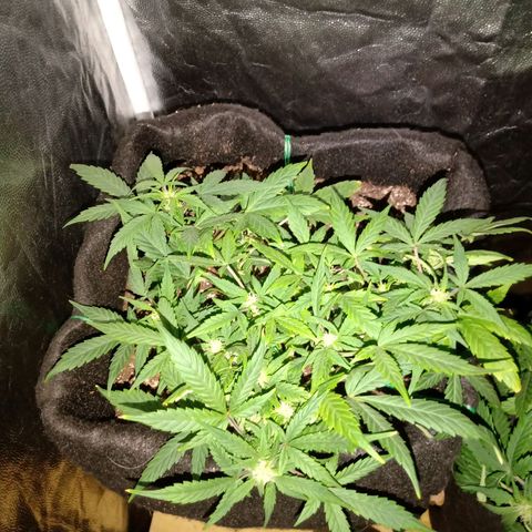 AutoEuforia growlog timeline photo