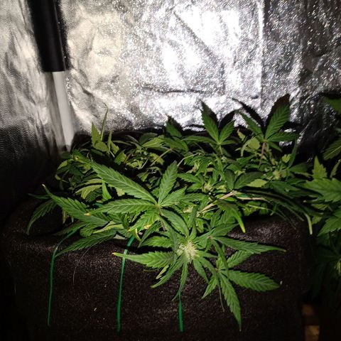 AutoEuforia growlog timeline photo