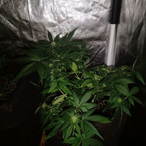 Wire Lime growlog timeline photo