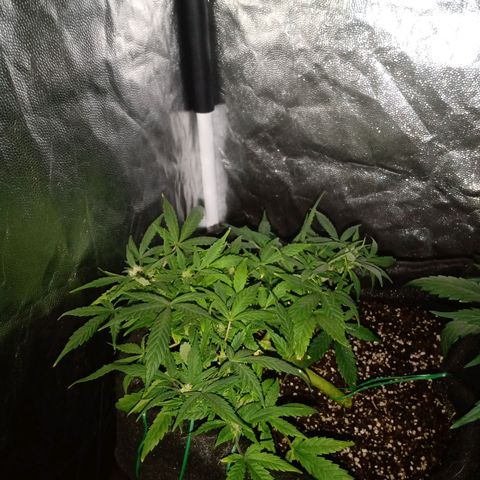 AutoEuforia growlog timeline photo