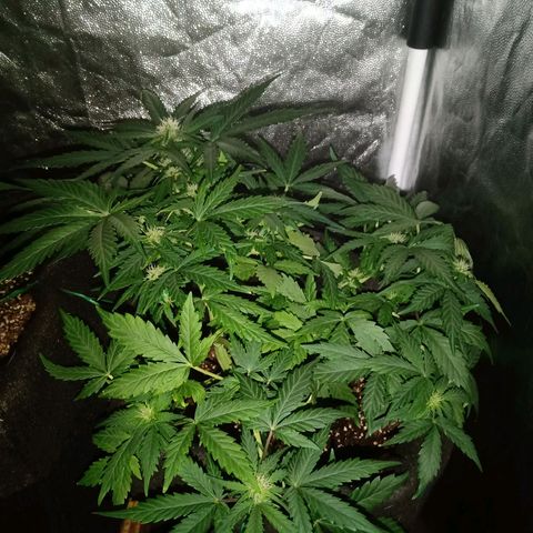 Wire Lime growlog timeline photo