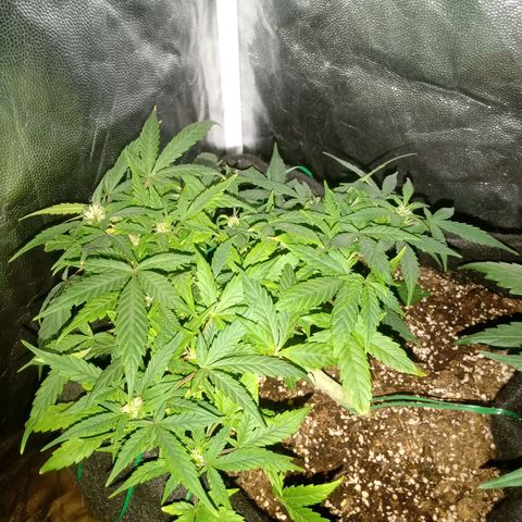 AutoEuforia growlog timeline photo
