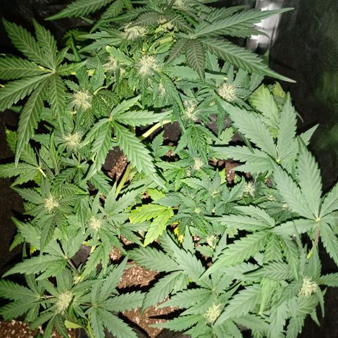Wire Lime growlog timeline photo