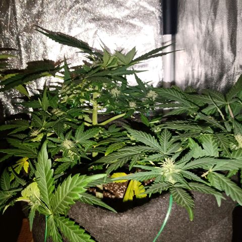 Wire Lime growlog timeline photo