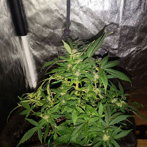 AutoEuforia growlog timeline photo