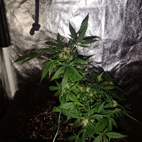 AutoEuforia growlog timeline photo