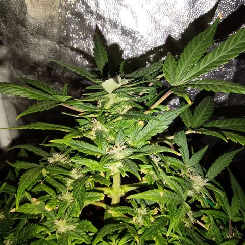 AutoEuforia growlog timeline photo