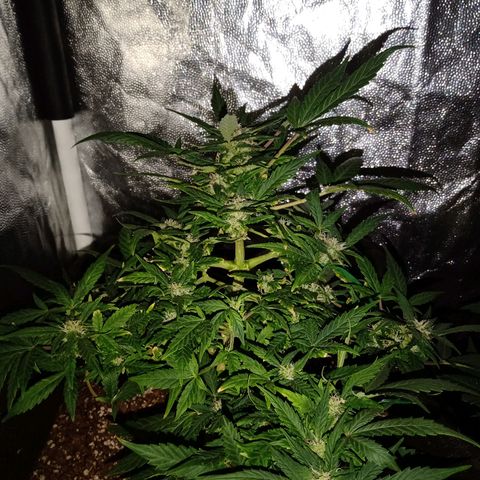 AutoEuforia growlog timeline photo