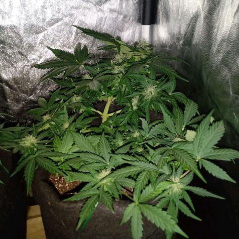 Wire Lime growlog timeline photo