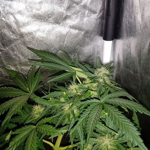 Wire Lime growlog timeline photo