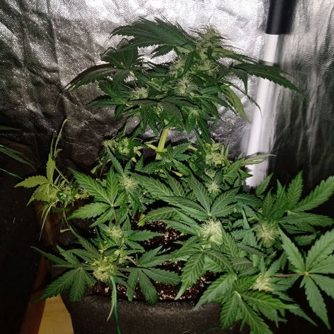 Wire Lime growlog timeline photo