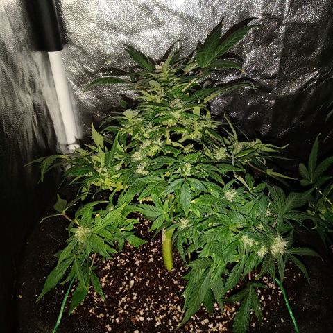 AutoEuforia growlog timeline photo