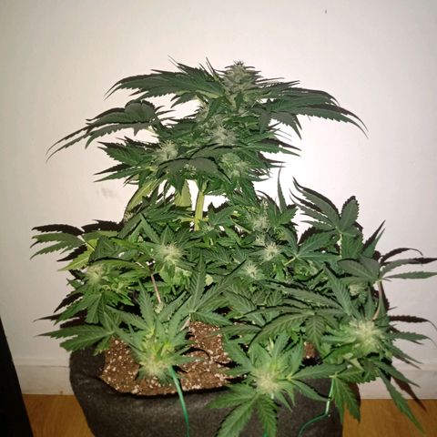 Wire Lime growlog timeline photo