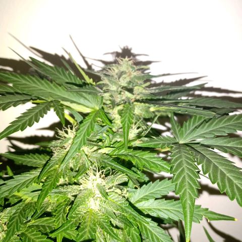 Wire Lime growlog timeline photo
