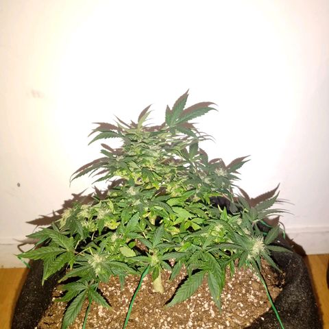 AutoEuforia growlog timeline photo