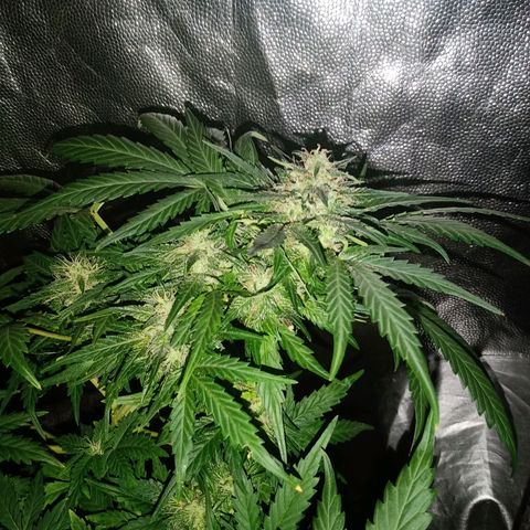 Wire Lime growlog timeline photo