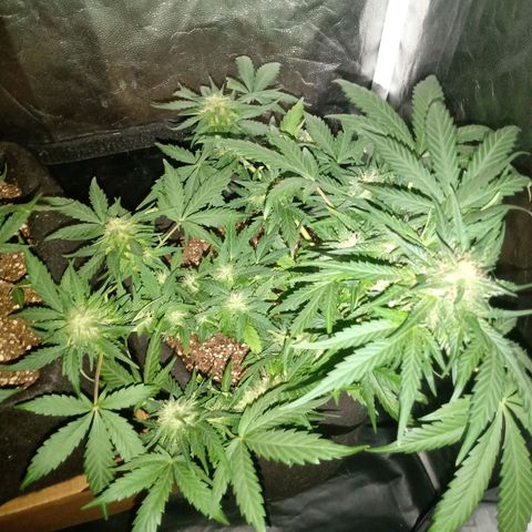 Wire Lime growlog timeline photo