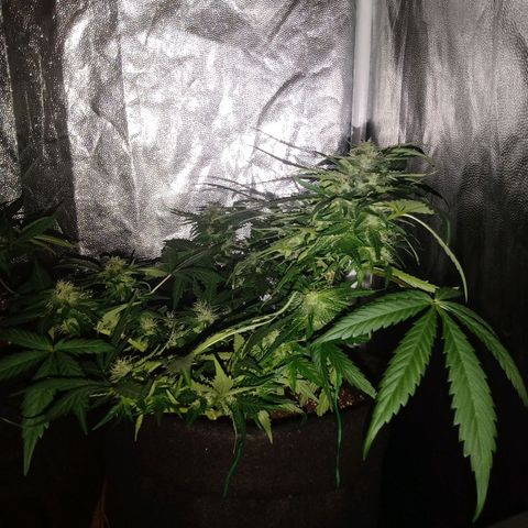 Wire Lime growlog timeline photo