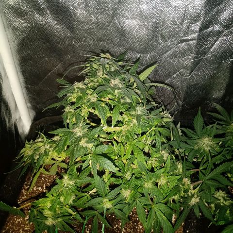 AutoEuforia growlog timeline photo