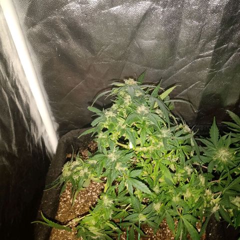 AutoEuforia growlog timeline photo