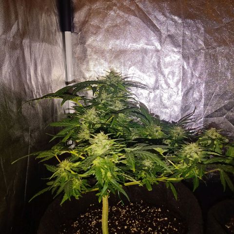 Wire Lime growlog timeline photo