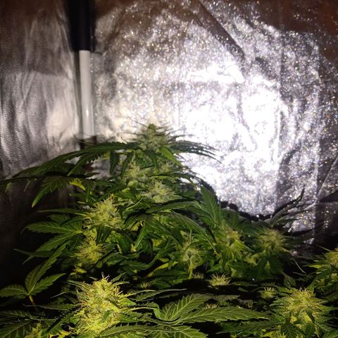 Wire Lime growlog timeline photo