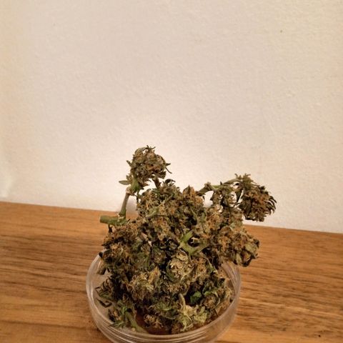 AutoEuforia growlog timeline photo