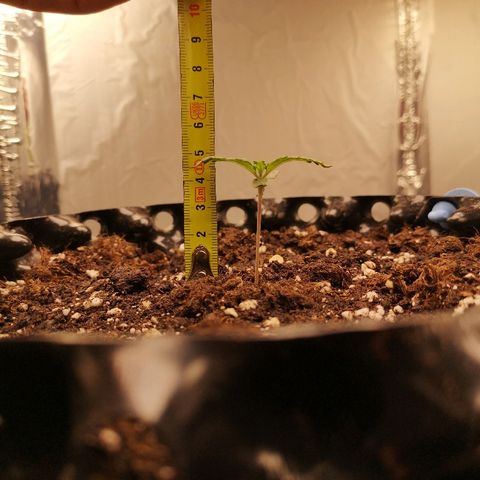 Super Skunk growlog timeline photo