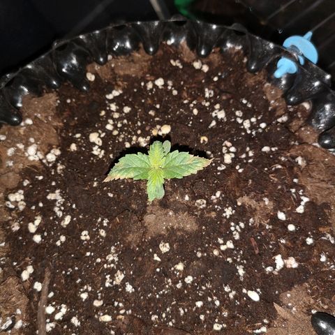 Super Skunk growlog timeline photo