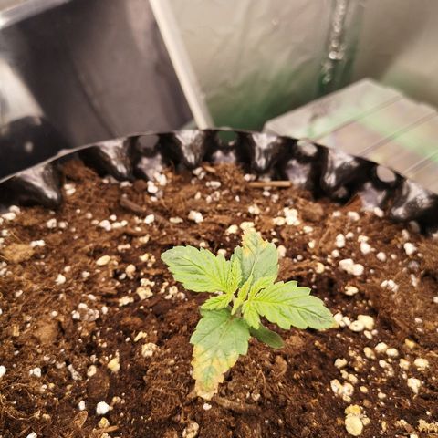 Super Skunk growlog timeline photo