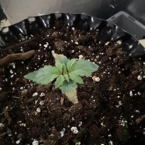 Super Skunk growlog timeline photo