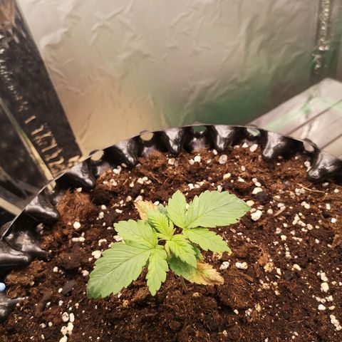 Super Skunk growlog timeline photo