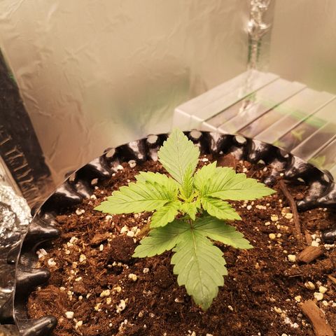 Super Skunk growlog timeline photo