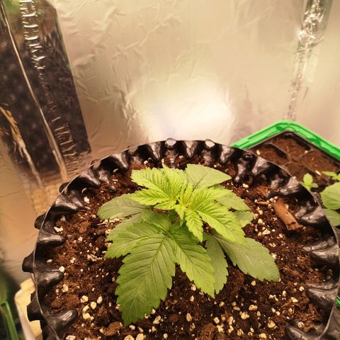 Super Skunk growlog photo: Добавил 50% свет