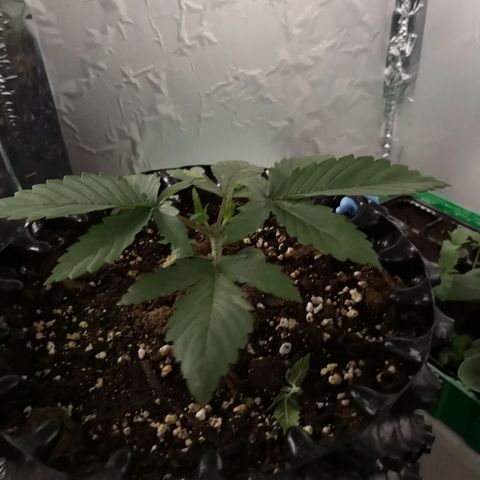 Super Skunk growlog timeline photo