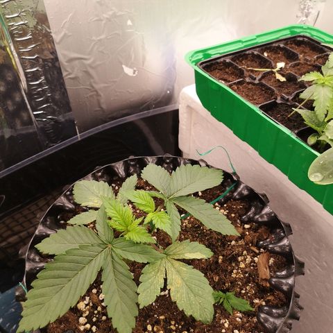 Super Skunk growlog timeline photo