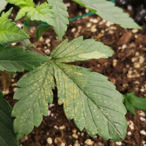 Super Skunk growlog photo: Ожоги от опрыскивания