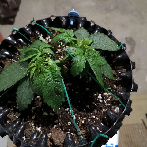 Super Skunk growlog timeline photo