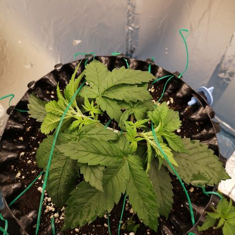 Super Skunk growlog timeline photo