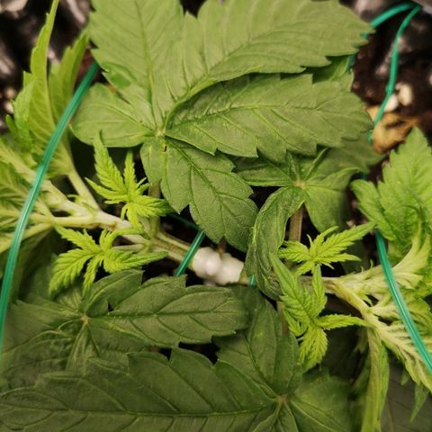 Super Skunk growlog timeline photo
