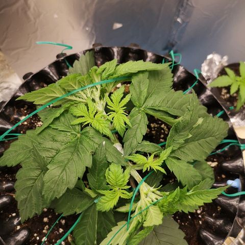 Super Skunk growlog timeline photo