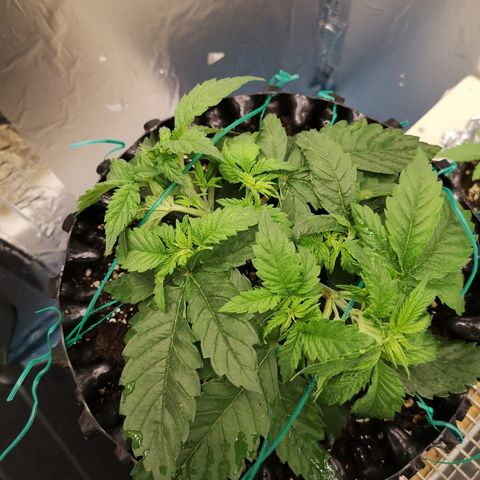Super Skunk growlog photo: Дал компот: 1л
Ph 6.5
PPM 350