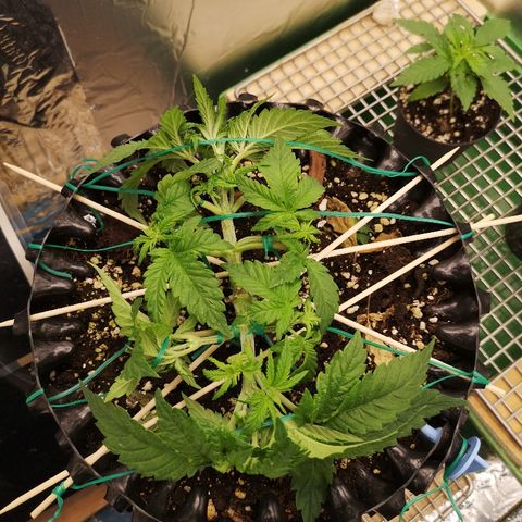 Super Skunk growlog timeline photo