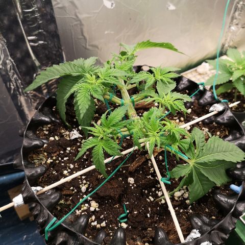 Super Skunk growlog timeline photo