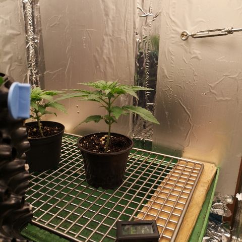 Super Skunk growlog timeline photo