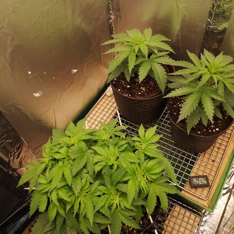 Super Skunk growlog timeline photo